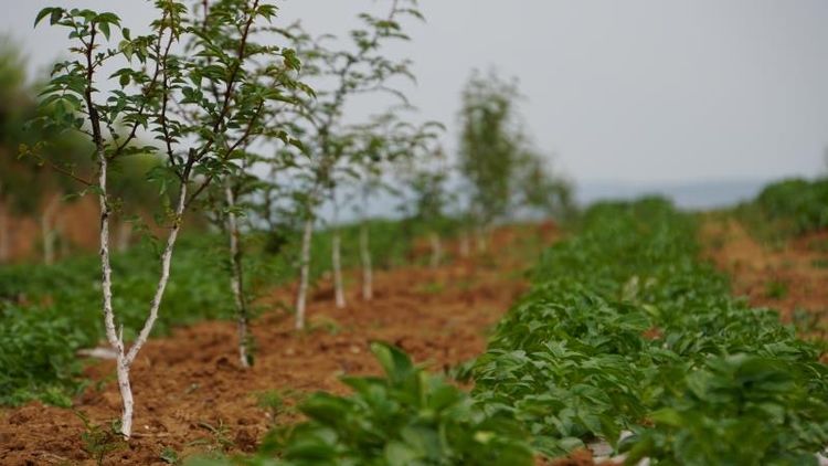 市國資委黨委副書記任曉今一行巡查指導(dǎo)集團幫扶的藍田縣馬王村“三排查 三清零”工作
